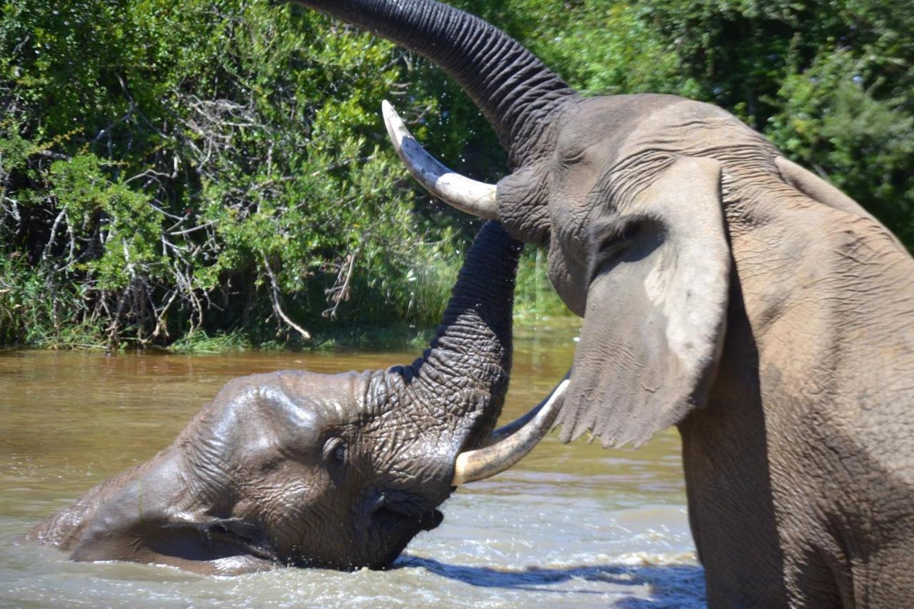 Barefoot Addo Elephant Lodge Eksteriør billede