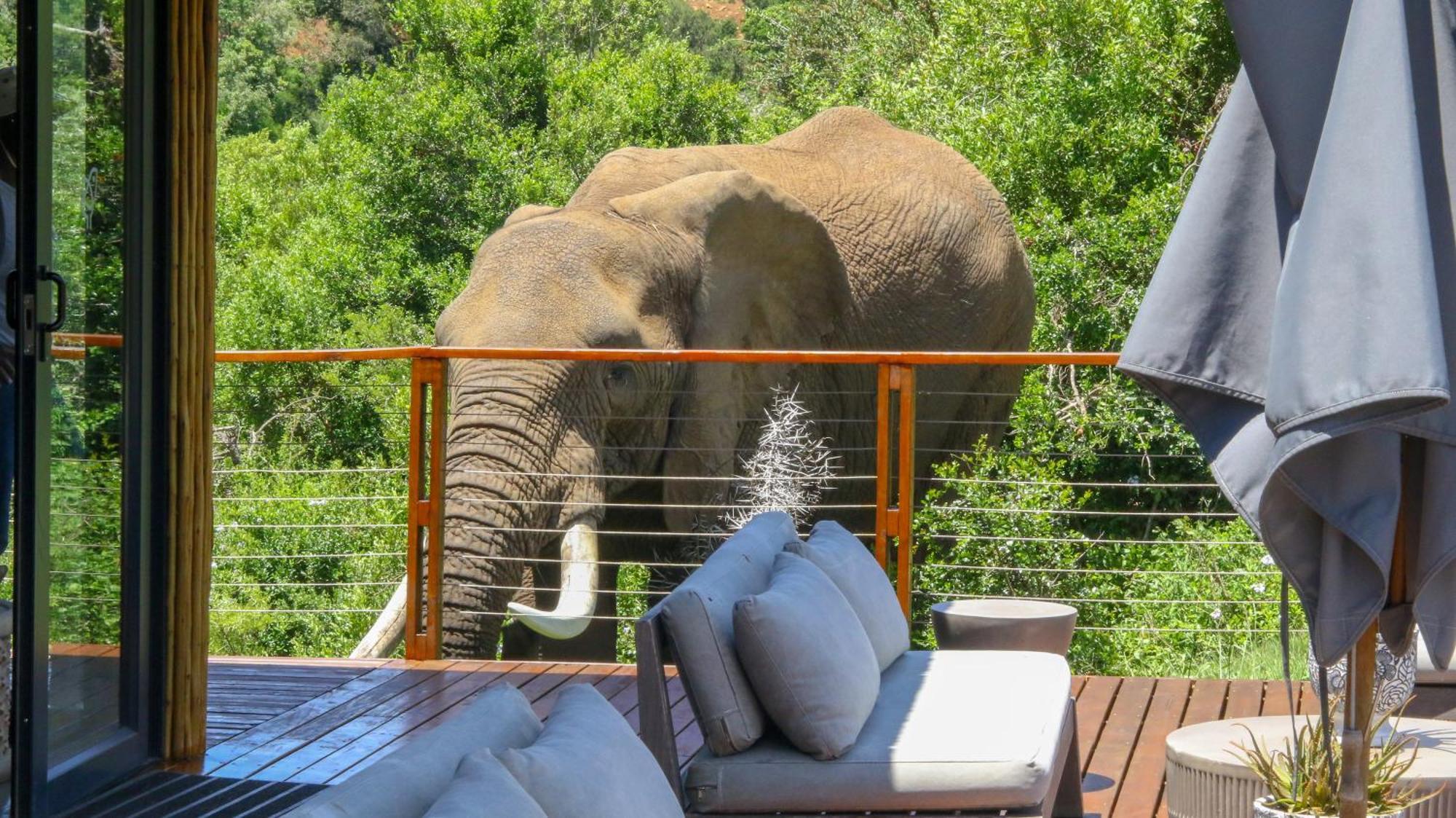 Barefoot Addo Elephant Lodge Eksteriør billede
